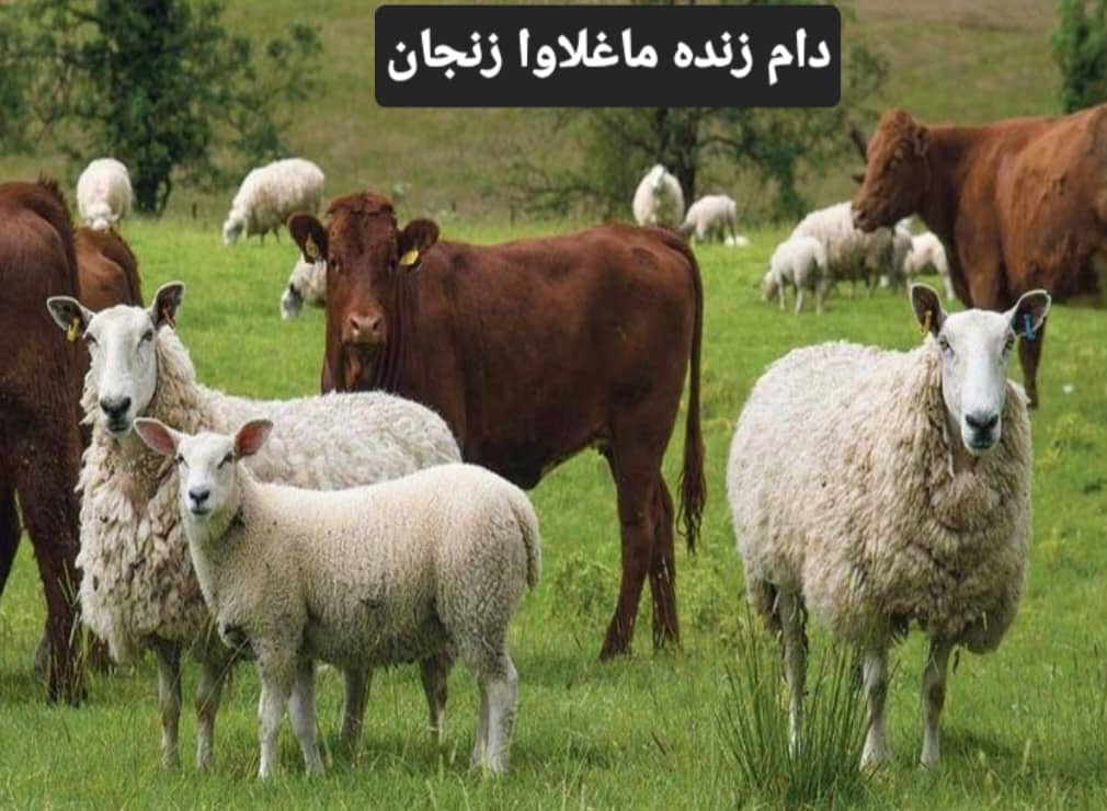 کلینیک دامپزشکی سیار پارمیس در مشهد